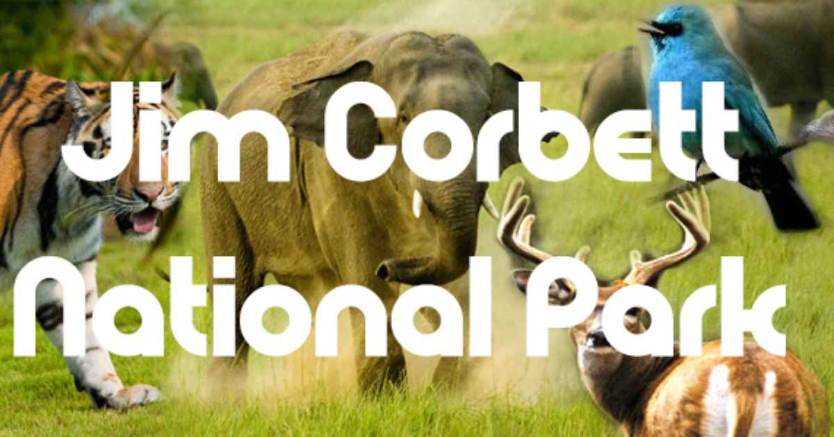 Things To Do in Jim Corbett National Park