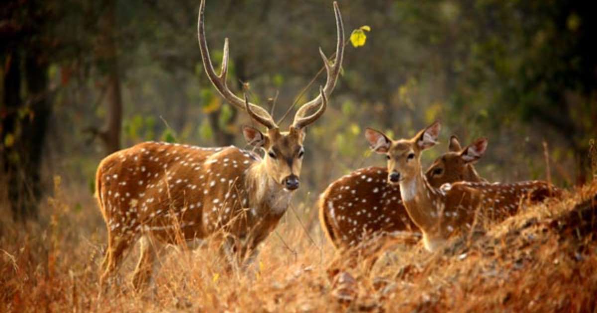 Askot Musk Deer Sanctuary in Pithoragarh