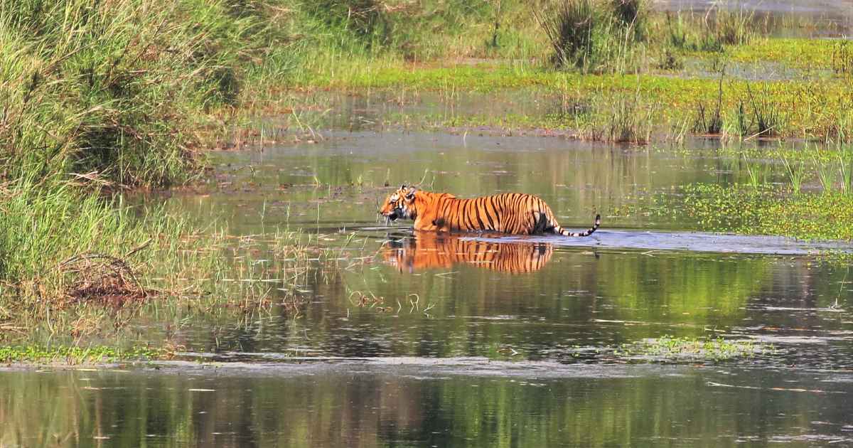 Bardiya National Park Nepal