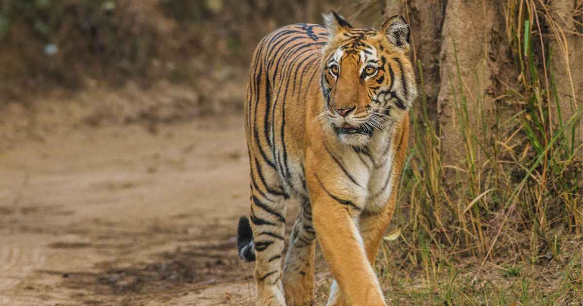 Bengal Tiger in Jim Corbett National Park