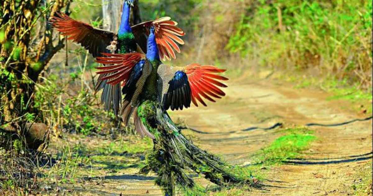 Bird Watching in Jim Corbett