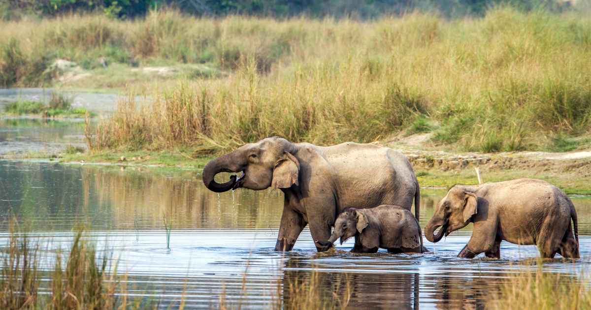 Chitwan National Park Nepal