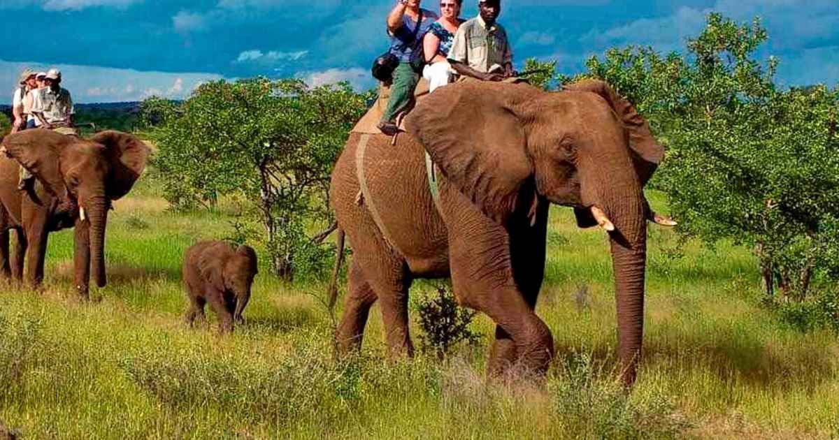 Elephant Safari in Jim Corbett National Park