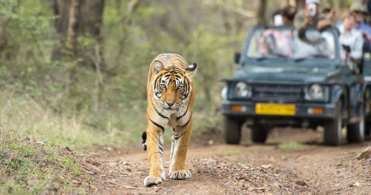 Jeep Safari in Jim Corbett National Park