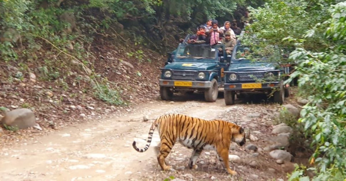 Jungle Safari in Jim Corbett National Park