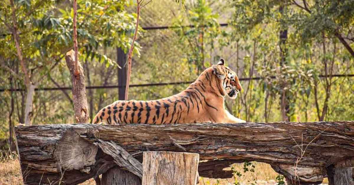 Nahargarh Biological Park in Jaipur