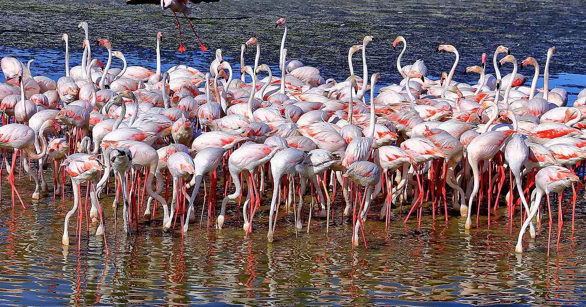 Ras Al Khor Wildlife Sanctuary in Dubai