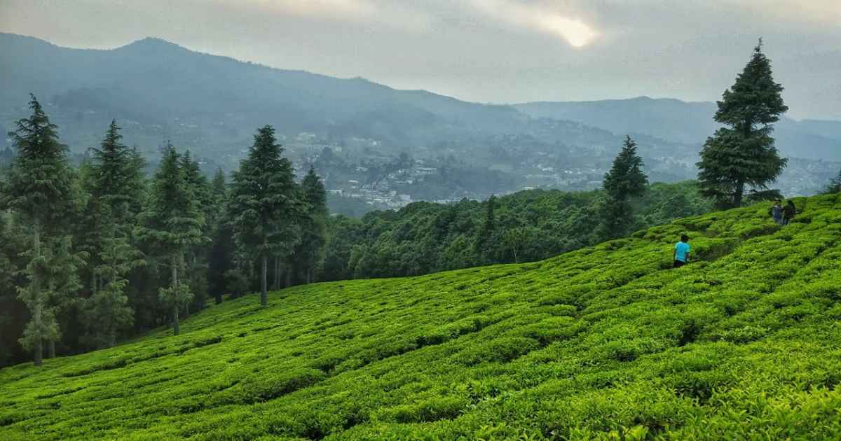 Tea Garden in Champawat