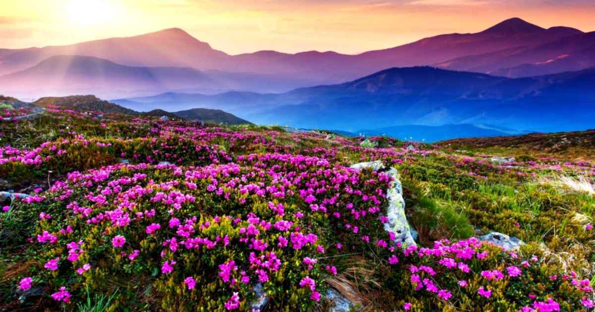 Valley of Flowers Uttarakhand